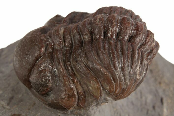 Red Austerops Trilobite - Hmar Laghdad, Morocco #315740